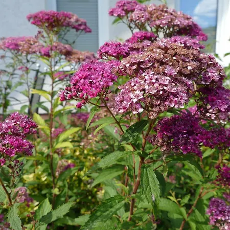 Landleben - Loft Appartement *