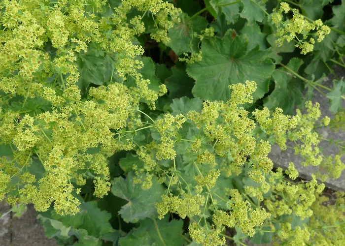 公寓 Landleben - Loft